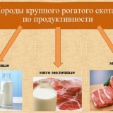 Držanje krave kod kuće za početnike, uzgoj goveda u privatnom domać...