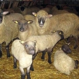 Čuvanje ovaca kod kuće za početnike