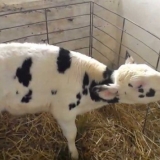 Snot u teletu: uzroci, liječenje