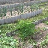 Korov: fotografija i naziv