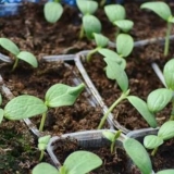 Raznolikost hlađenja od lubenice: fotografija i opis