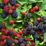 Sorta kupine asterina (asterina): opis, karakteristike, fotografija