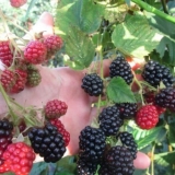 Doyleova sorta kupine: opis, karakteristike, fotografije, recenzije