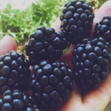 Sorta kupine ebanovine (ebanovina): opis, karakteristike, fotografija