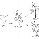 Sorta graška gloriosa: opis sa fotografijom