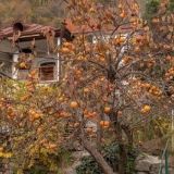 Sorta dragulja mider: opis sa fotografijom