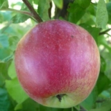 Raznolikost jabuka poklon grofu: fotografija i opis, recenzije