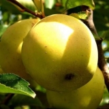 Sorta jabuke golden delicious: fotografija, oprašivači