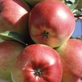 Sorta stabla jabuke ligol: fotografija i opis sorte