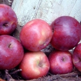 Sorta jabuke lobo: fotografija i opis sorte