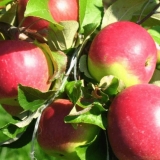 Sorta jabuke wellsey: fotografija i opis, recenzije