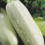 Sorta tikvica gribovski 37