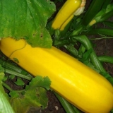 Sorta tikvica žuto-plodna