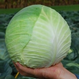 Sorta kupusa centurion