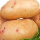 Sorta krompira aurora: karakteristika