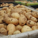 Sorta krompira gala: karakteristike, recenzije