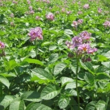 Suvo grožđe sorte krompira