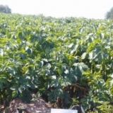 Sorta krompira madeira: karakteristike, fotografije, recenzije