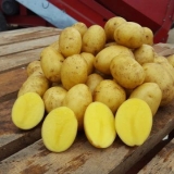 Sorta krompira wendy: recenzije i karakteristike