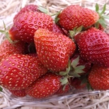 Sorta jagoda allegro: opis, fotografija i recenzije