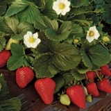 Maestro sorta jagoda