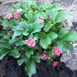 Romantika sorte jagoda: fotografija, opis i recenzije