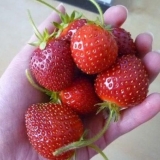 Slatka sorta jagoda f1: opis, fotografija, recenzije