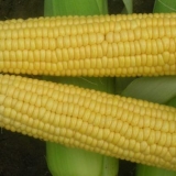 Trofejna sorta kukuruza f1