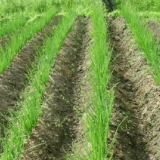 Raznolikost setova luka rosanna (rossana): karakteristike, opis, re...