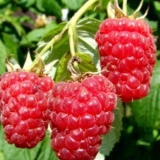 Div sorte maline: opis sorte, fotografije, recenzije