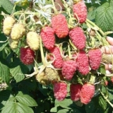 Ljepota sorte maline rusije: fotografija i opis