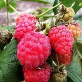 Sorta maline octavia (octavia): fotografija i opis