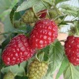 Jesenska ljepota sorte maline: opis i fotografija