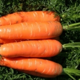 Raznolikost mrkve laguna f1: opis i recenzije