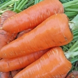 Sorta šargarepe moskva zima a 515: opis, fotografije i recenzije