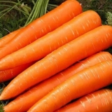 Šargarepa sorta niioh 336: opis, fotografije i recenzije