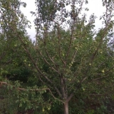 Zlatna godišnjica sorte breskve: fotografija i opis