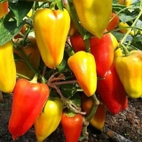 Sorta slatke paprike vesta f1: fotografija i opis, recenzije