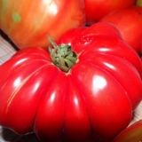 Sorta paradajza harmonika: recenzije + fotografije