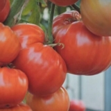 Sorta paradajza koktebel legenda: opis, fotografija, recenzije