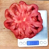 Sorta paradajza nina