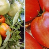 Sorta paradajza šećerni div