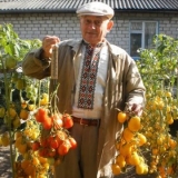 Raznolikost kreme od paradajza bendrik: žuta, crvena, fotografije, recenzije, ko je posadio