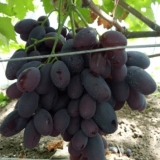 Sorta grožđa alvika: fotografija i opis, recenzije, video