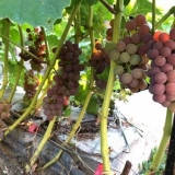 Sorta grožđa ainsett seedlis: fotografija i opis, recenzije