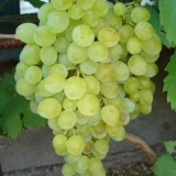 Sorta grožđa kišmiš gf-342