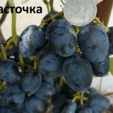 Sorta grožđa lastavica: fotografija i opis, recenzije, video