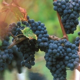 Sorta grožđa merlot (merlot): opis, fotografija, okus