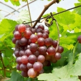 Sorta grožđa minsk roza: opis, fotografija, recenzije