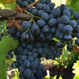 Moldavija sorta grožđa - izvrstan ukus za svaki sto